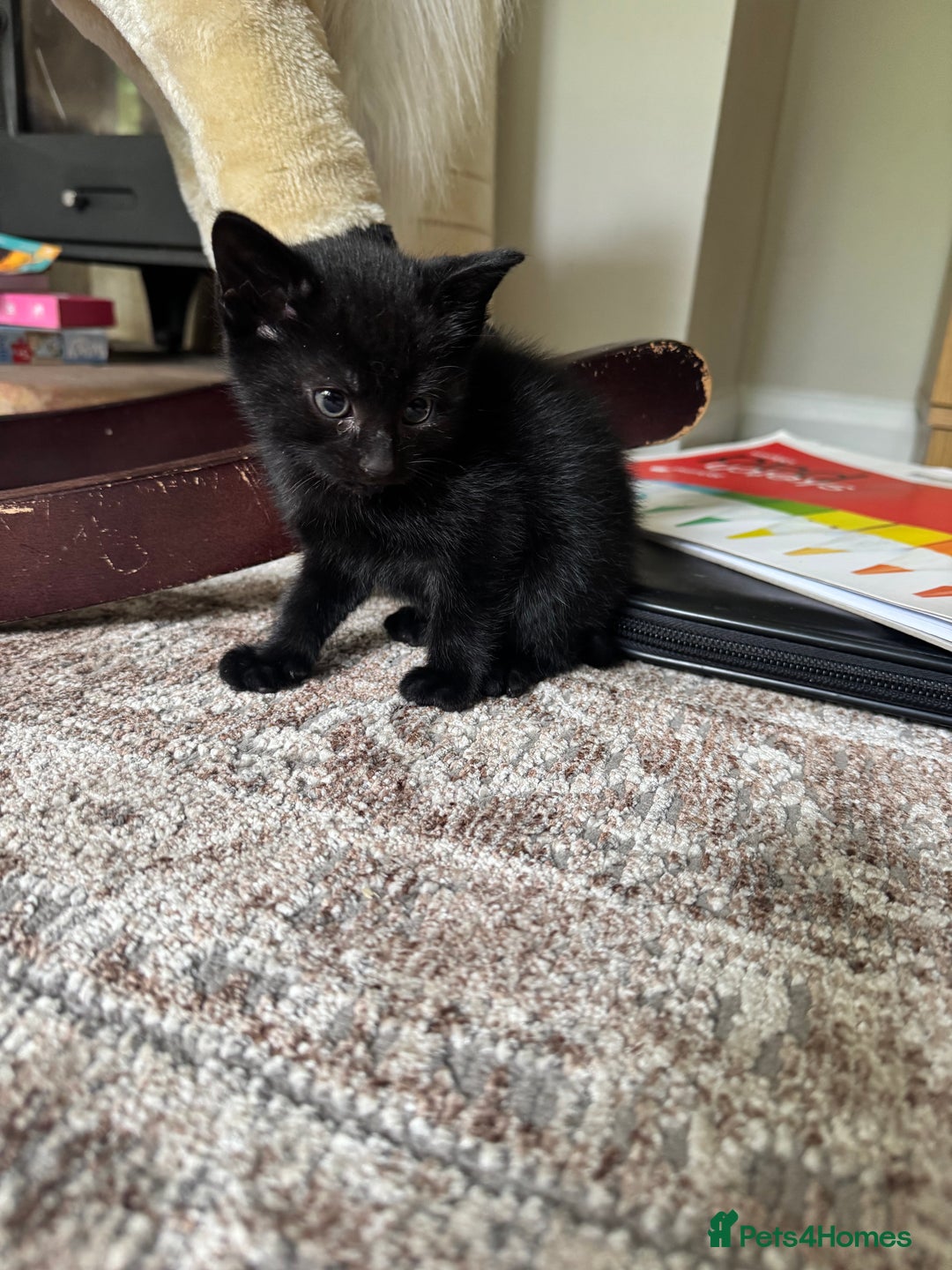 British Shorthair cats for sale: Short haired kittens  - Image 16
