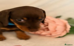 Miniature Dachshund dogs for sale: Stunning miniature dachshunds - tiny parents  - Image 17