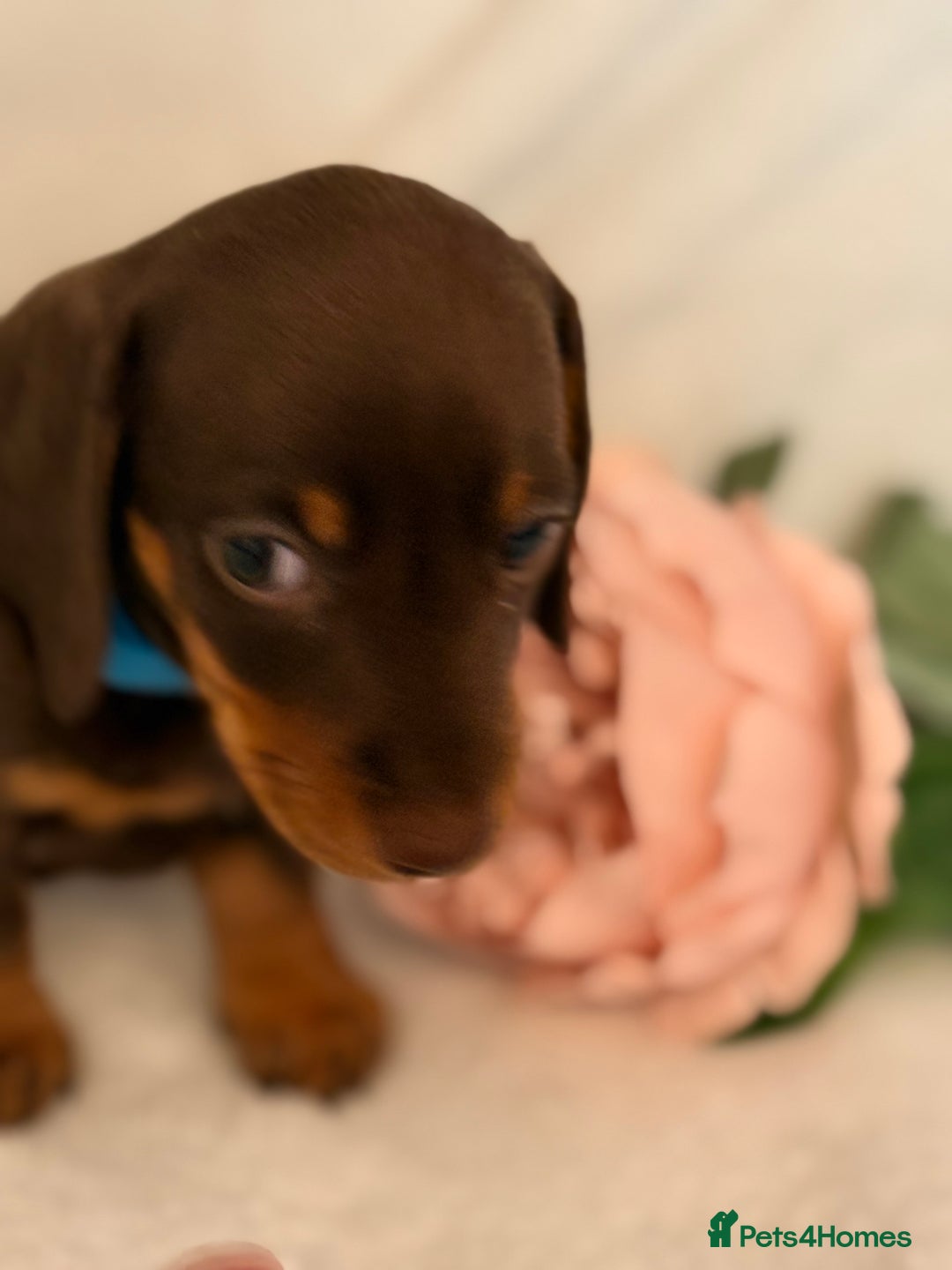 Miniature Dachshund dogs for sale: Stunning miniature dachshunds - tiny parents  - Image 17