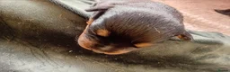 Rottweiler dogs for sale: Rottweiler puppies  - Advert 11