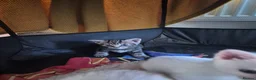 Mixed Breed cats for sale: Three lovely kittens needing forever homes. - Advert 5