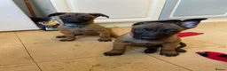 Belgian Shepherd Dog dogs for sale: Belgian Malinois pups ready to leave  - Advert 17