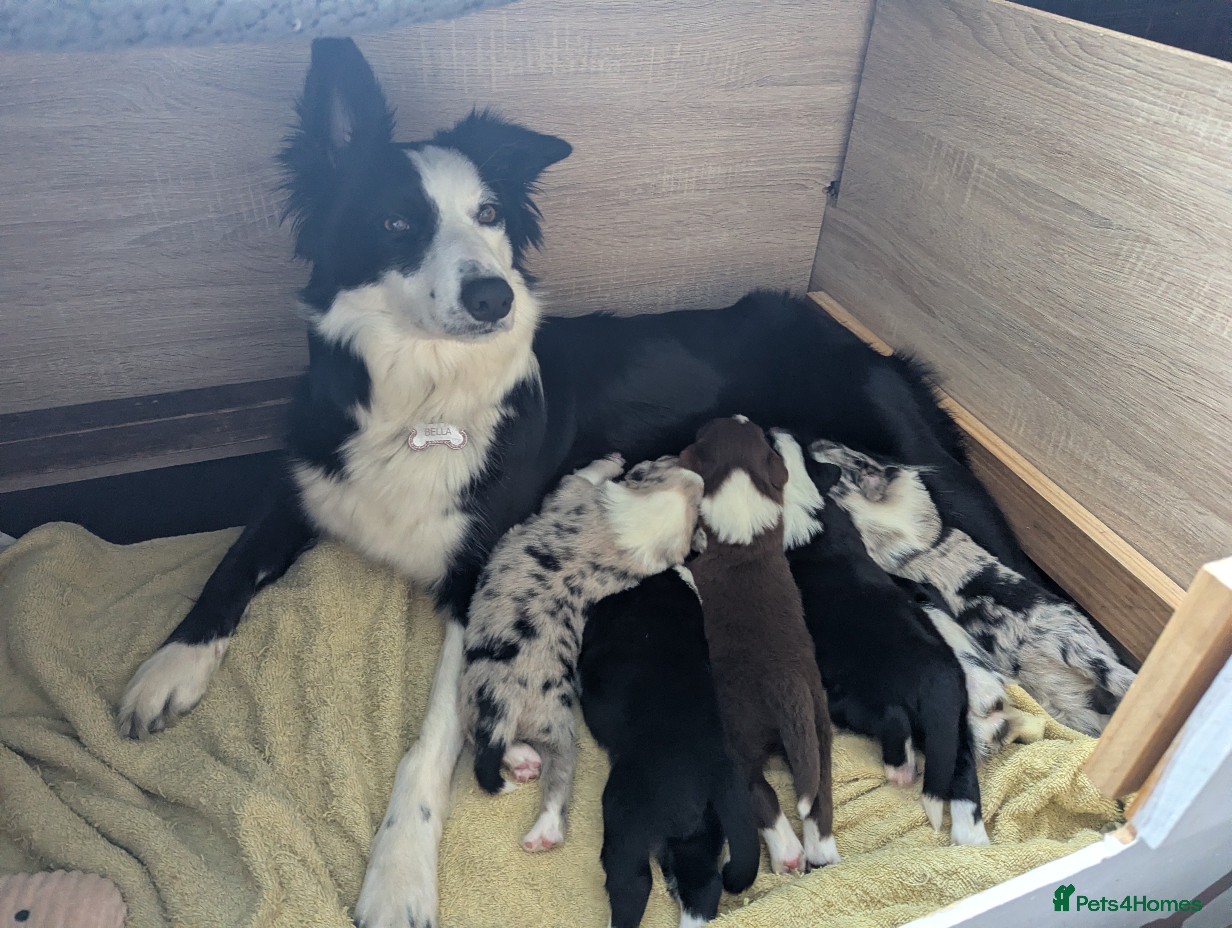 Border Collie dogs ISDS&KC REGISTERED BORDER COLLIE /MERLE PUPS  - Advert 11