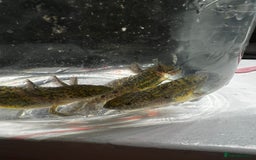 Axolotl reptiles for sale: Juvenile Axolotls - Image 3
