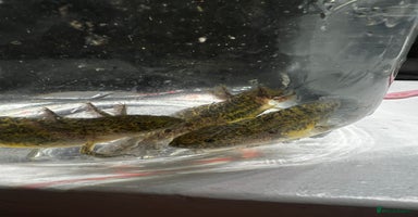 Axolotl reptiles - Advert 11