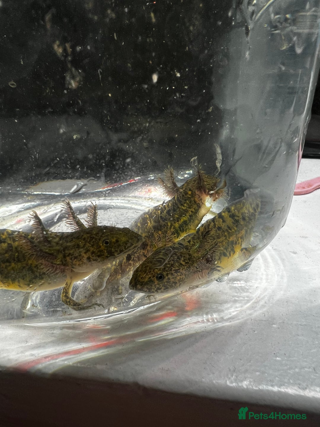 Axolotl reptiles for sale: Juvenile Axolotls - Image 3