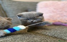 British Shorthair cats for sale: British Shorthair Male Kitten (GCCF) - Advert 11