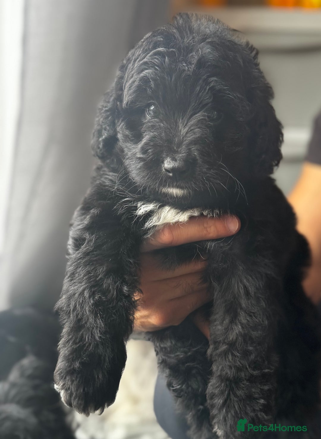 Bernedoodle dogs for sale: 🐾🐶 Stunning chunky bernedoodle babies 🐶🐾 - Image 16