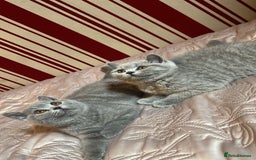 British Shorthair cats for sale: GORGEOUS BSH Kittens - Image 3