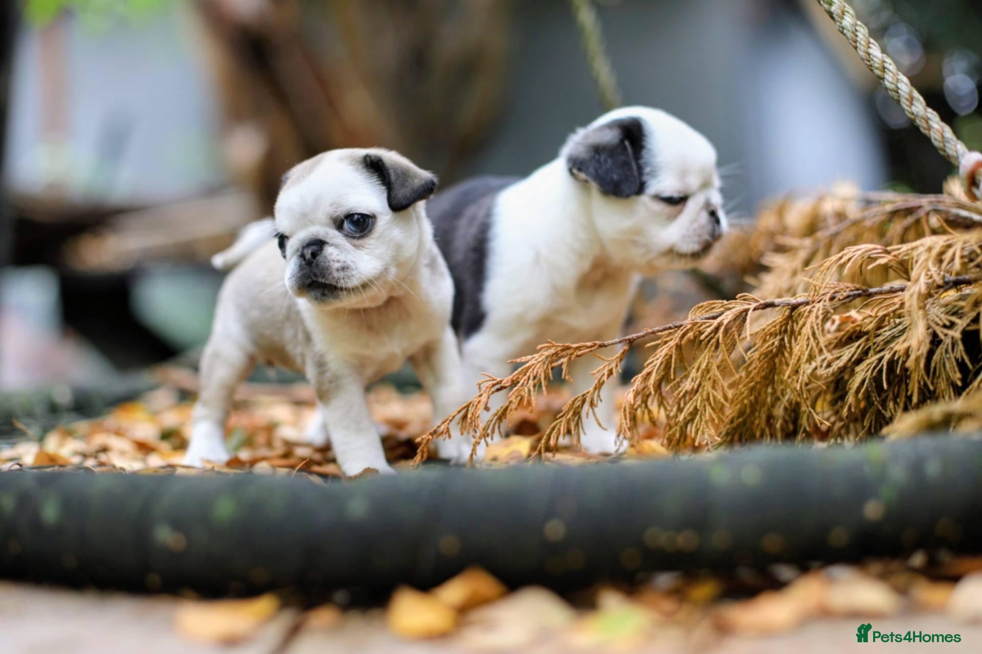 Pug dogs Panda pugs - Advert 1