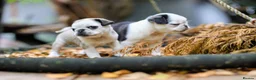 Pug dogs for sale: Panda pugs in Bishop Auckland - Advert 1