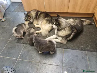 Pomsky dogs Pomsky puppies - Advert 15