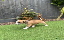 Mixed Breed dogs for sale: Cavapoo x Italian greyhound puppies  - Image 9