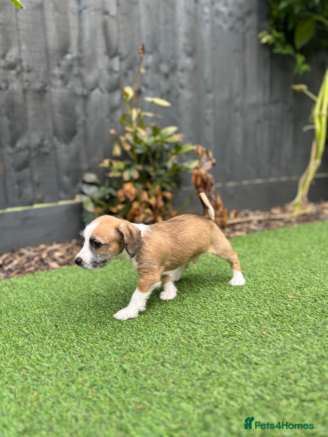 Mixed Breed dogs for sale: Cavapoo x Italian greyhound puppies  - Image 9