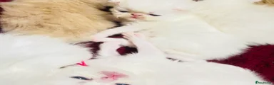 Persian Kitten 4