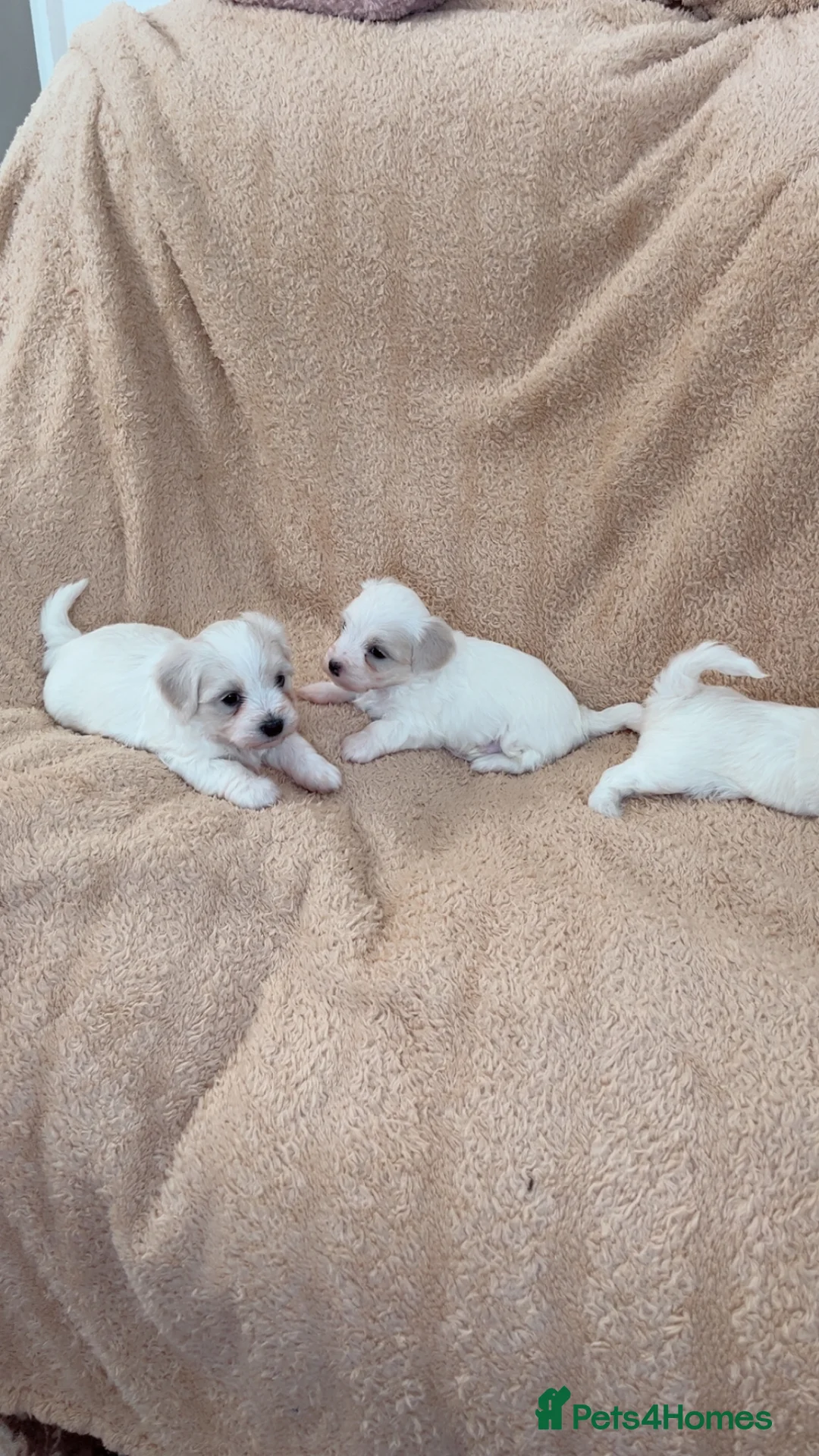 Maltese dogs for sale: Bichon puppies  - Advert 7