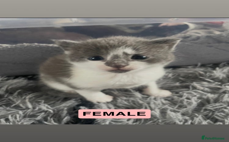 Mixed Breed cats - Advert 3