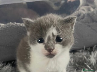 Mixed Breed cats - Advert 18
