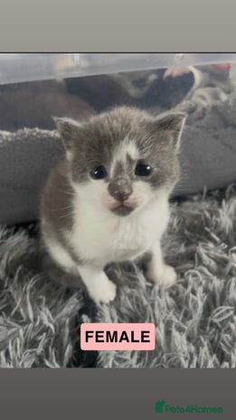 Mixed Breed cats - Advert 5