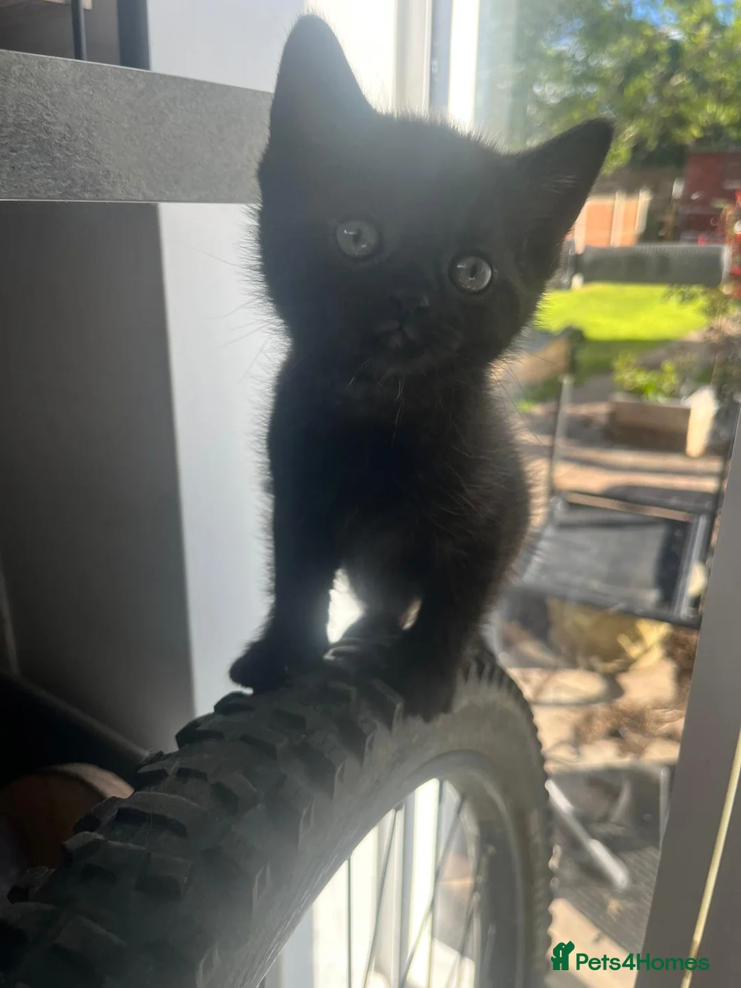 British Shorthair cats for sale: British shorthair cross kittens. Silver striped in Sutton-in-Ashfield - Advert 20