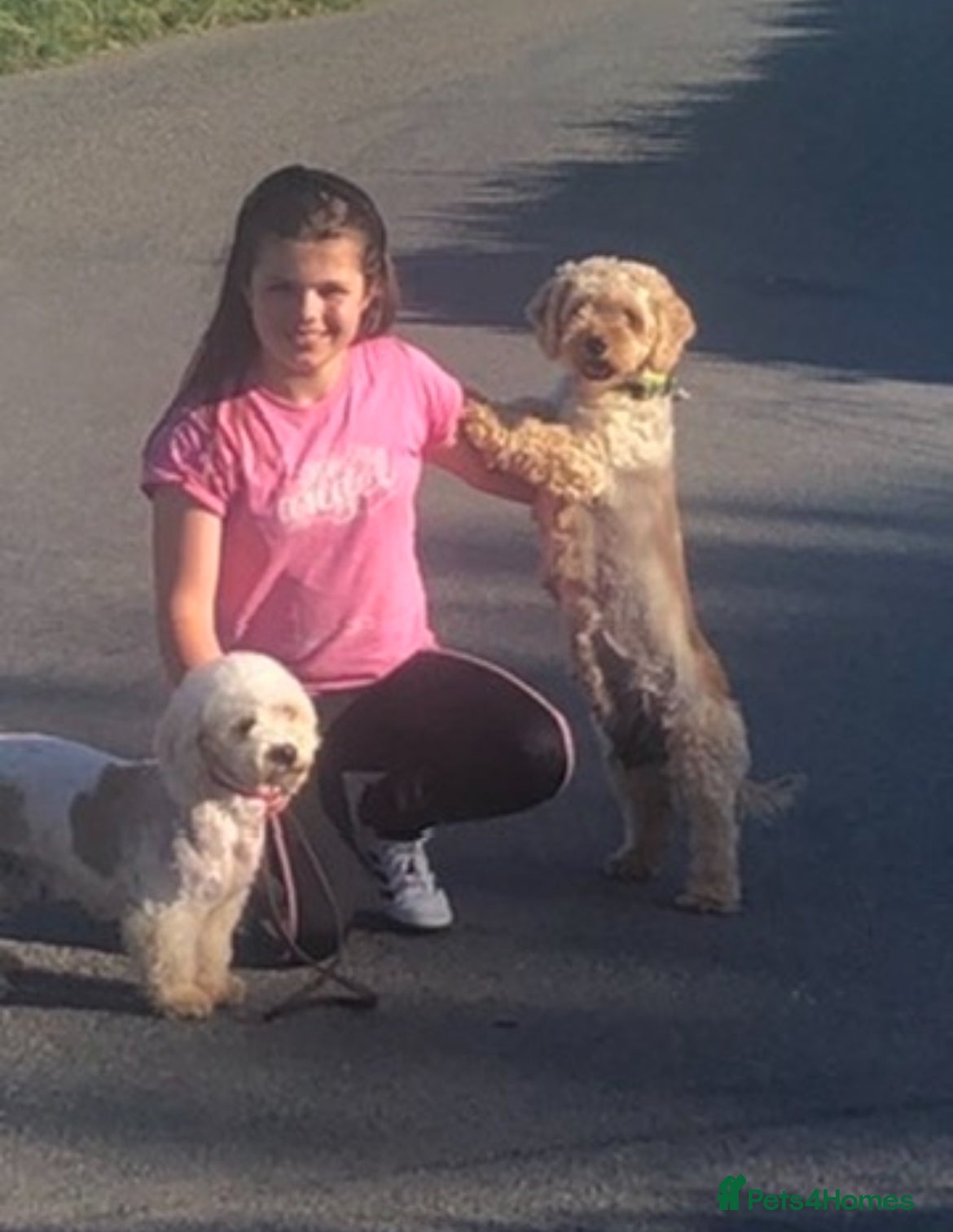 Cavapoochon dogs Stunning boys and girls - Advert 1