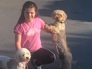 Cavapoochon dogs Stunning boys and girls - Advert 1