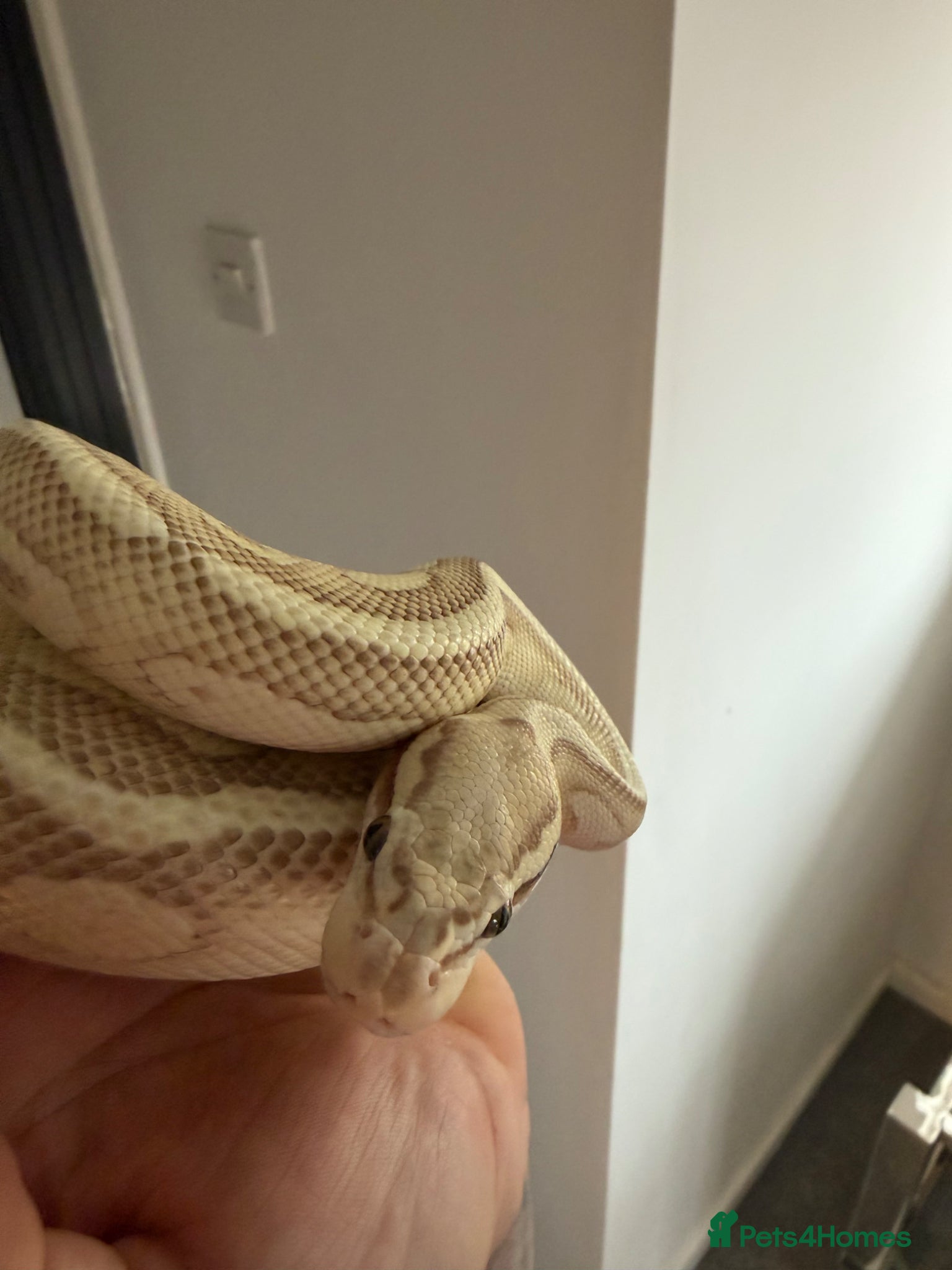 Python Snake reptiles Make royal python  - Advert 2