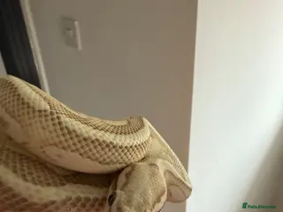 Python Snake reptiles Make royal python - Advert 2