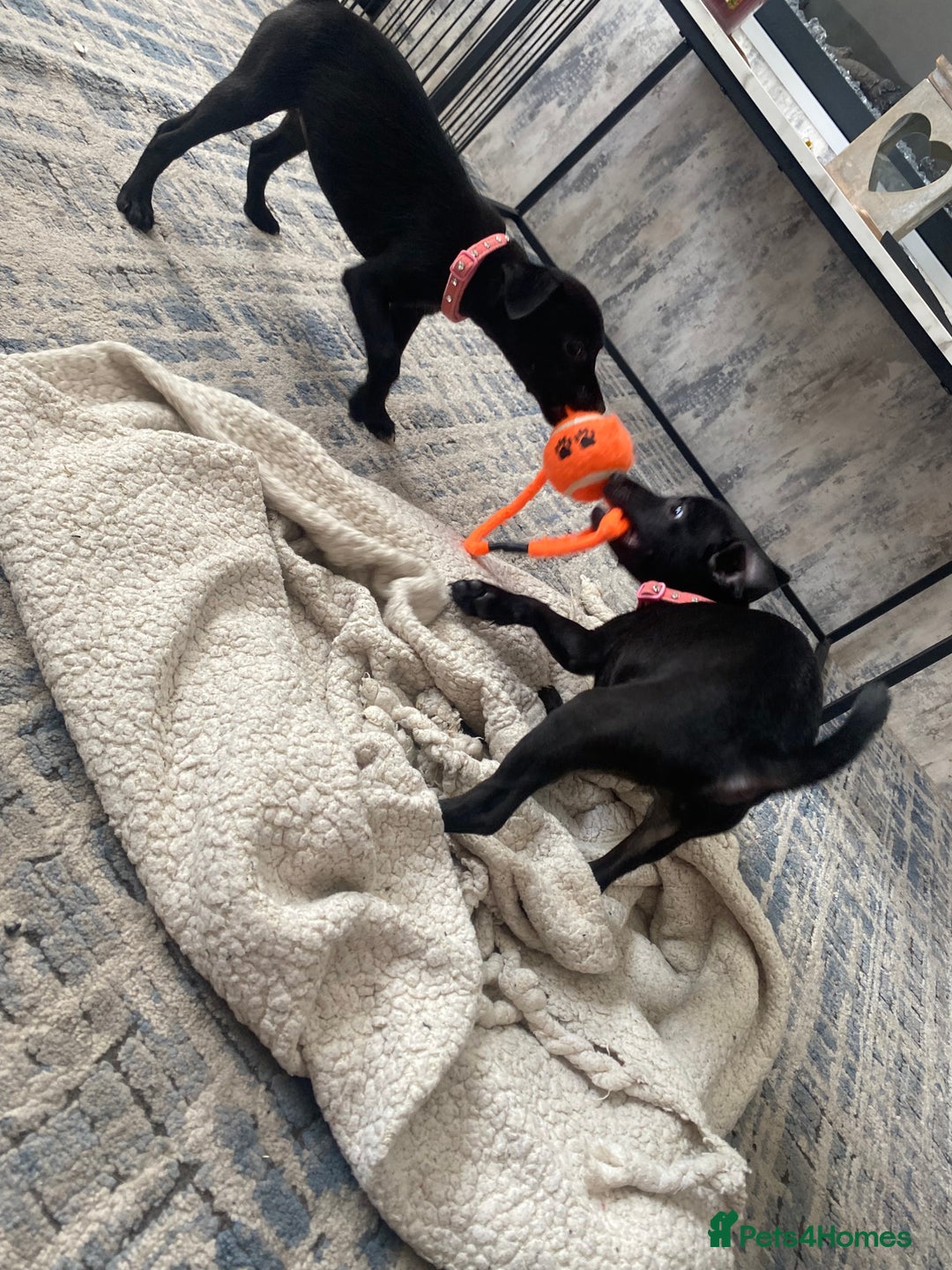 Patterjack dogs for sale: Patterdale puppies in Merthyr Tydfil - Image 7