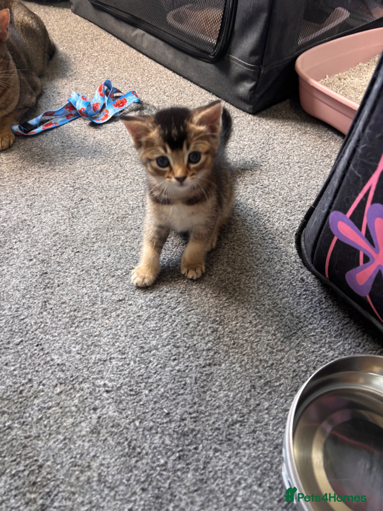 Mixed Breed cats for sale: Male kittens - Advert 11