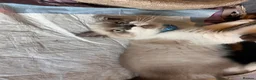 Mixed Breed cats for sale: Adorable Ragdoll cross kitten - Advert 9