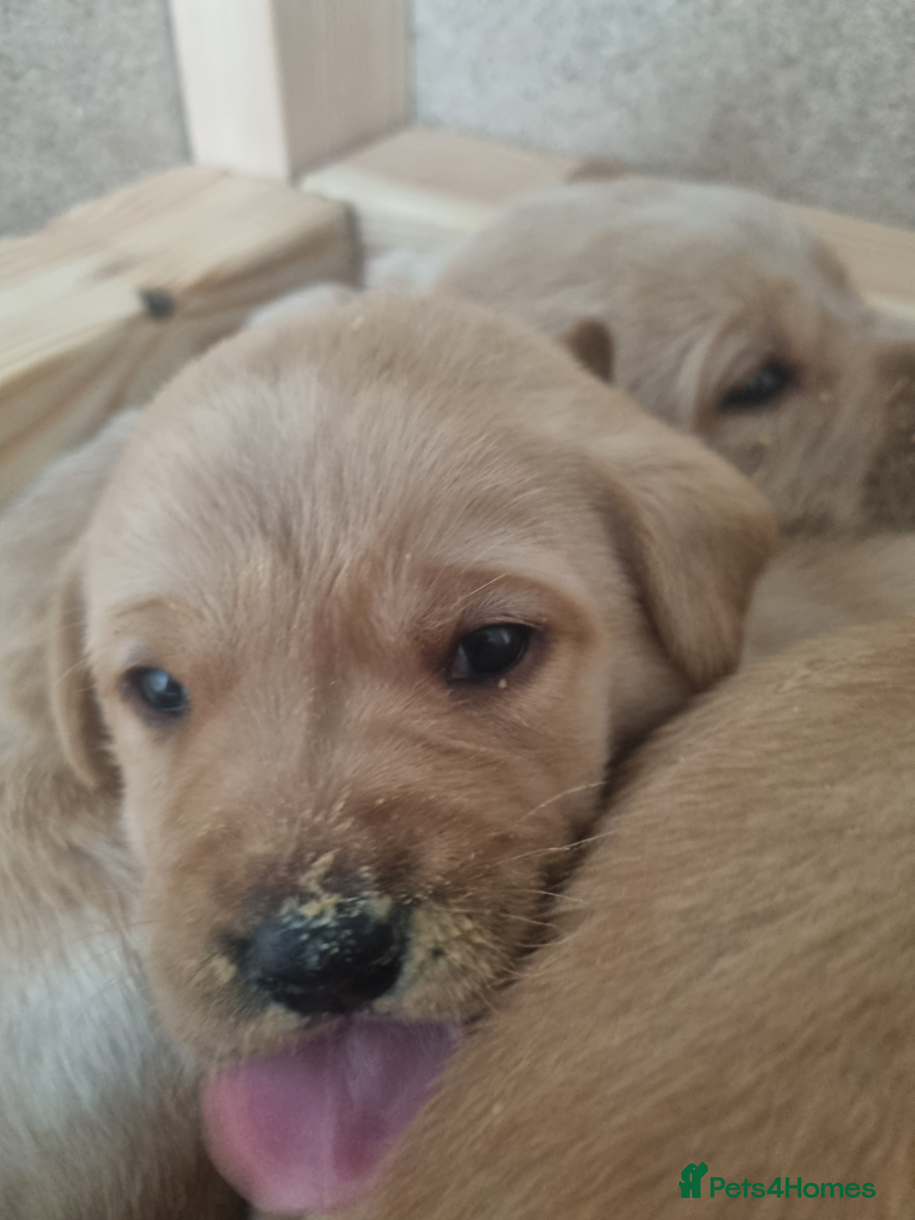 Labrador Retriever dogs KC Registered Labradors  - Advert 2
