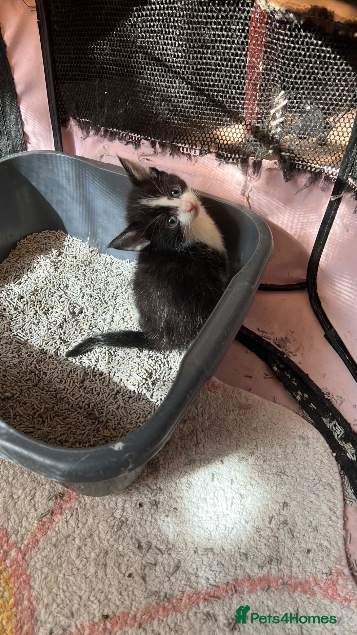 Mixed Breed cats Kittens  - Advert 2