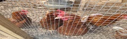 Chickens poultry for sale: LayingvChickens for sale  - Advert 9