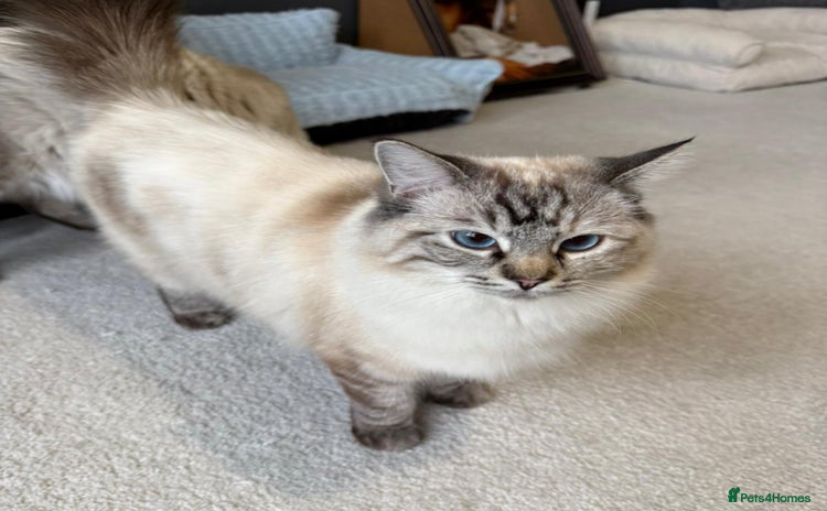 Ragdoll cats - Advert 8