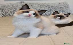Ragdoll cats for sale: Boy Purebred Ragdolls – Loving Homes Needed - Image 3