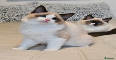 Ragdoll cats - Advert 3