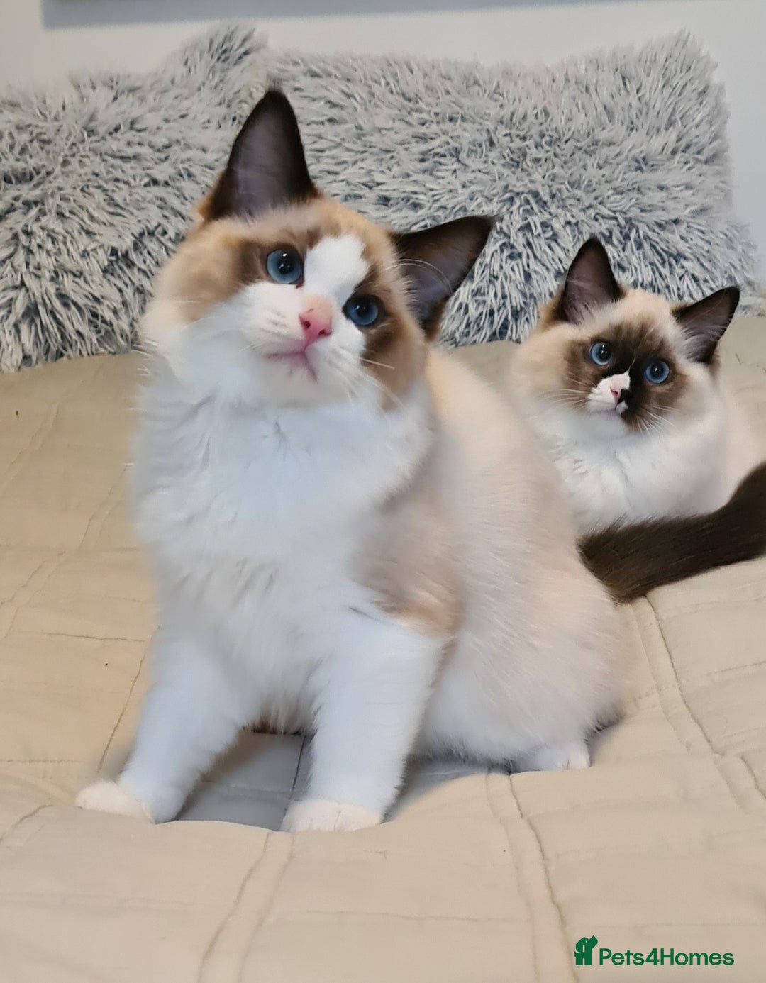 Ragdoll cats for sale: Boy Purebred Ragdolls – Loving Homes Needed - Image 3