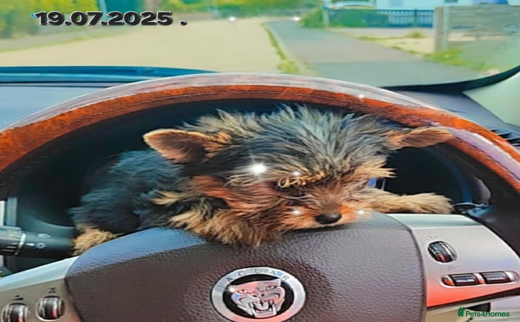 Yorkshire Terrier dogs - Advert 13