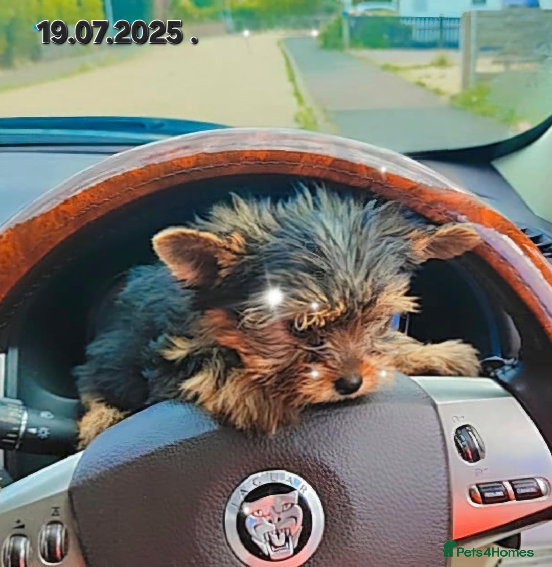 Yorkshire Terrier dogs for sale: Yorkshire Terrier Baby face boys for Sale  😍 - Image 2
