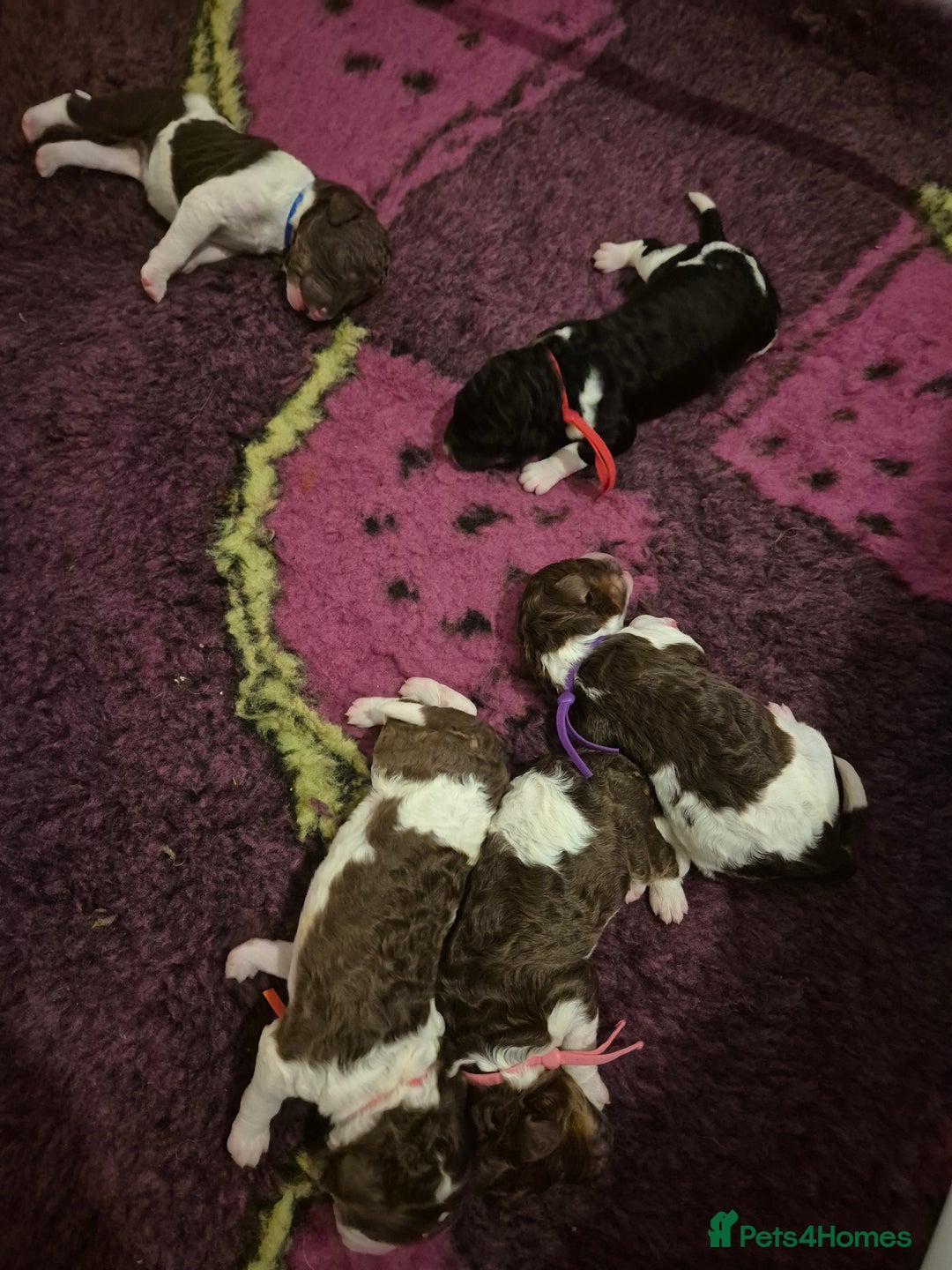 Standard Poodle dogs for sale: Beautiful KC registered parti tris - Advert 20