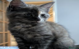 Maine Coon cats for sale: Maine Coon X kittens - Image 7