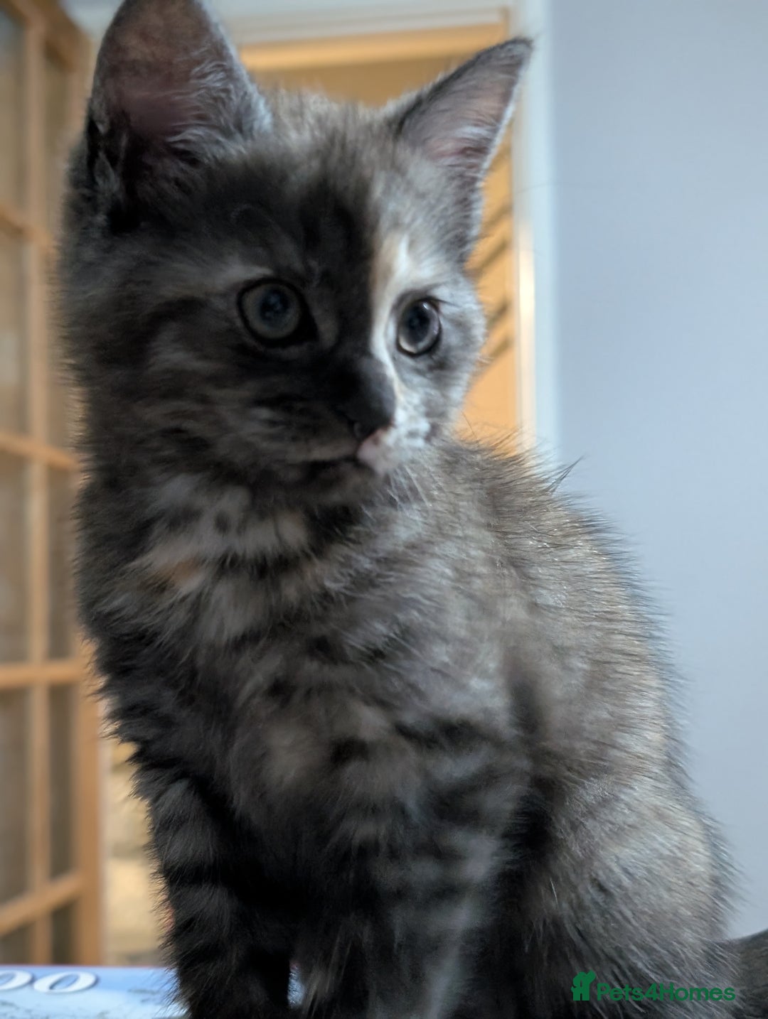 Maine Coon cats for sale: Maine Coon X kittens - Image 7