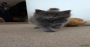 British Shorthair cats - Advert 1