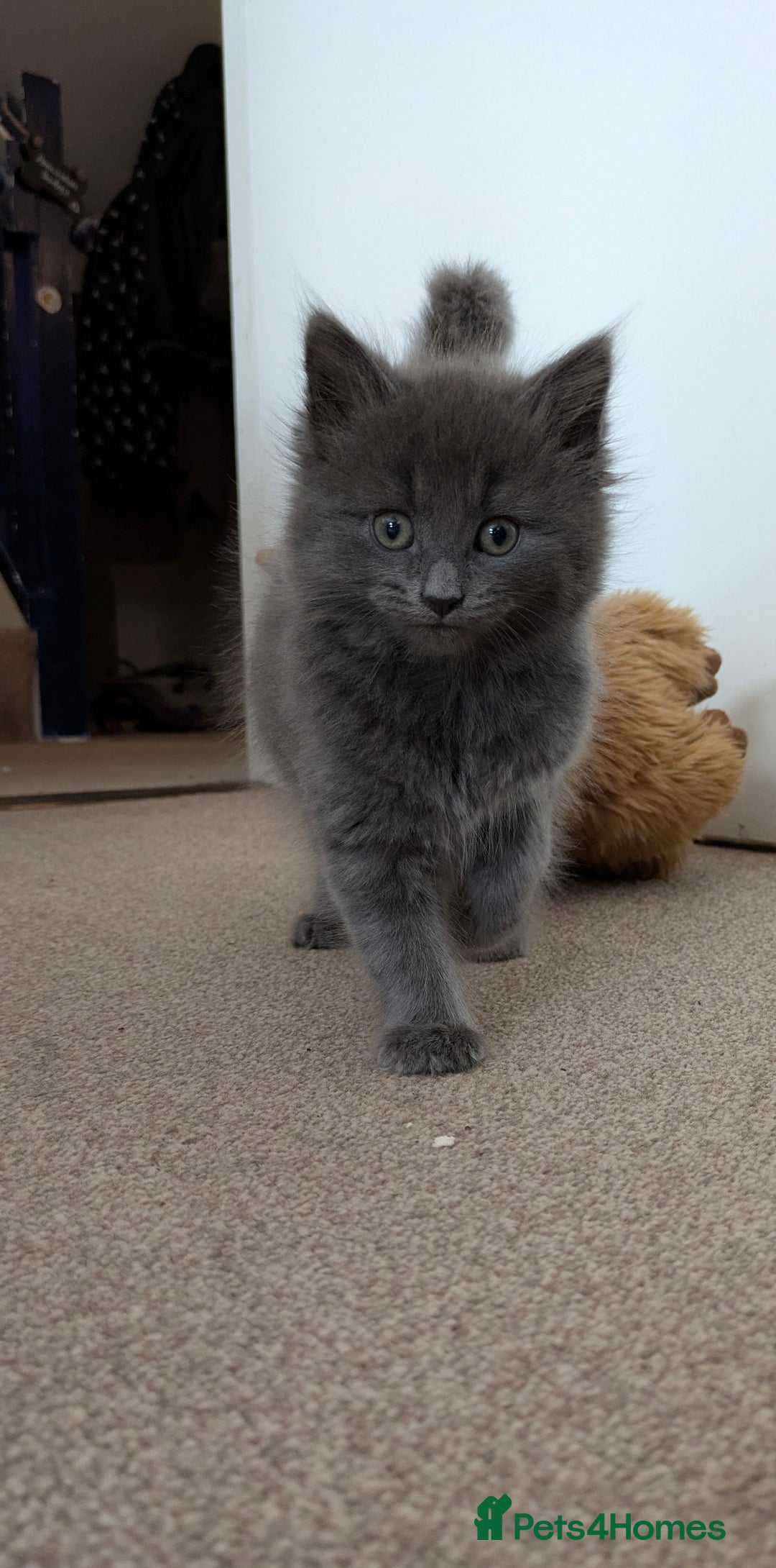 British Shorthair cats for sale: 2 female kittens available  - Image 2