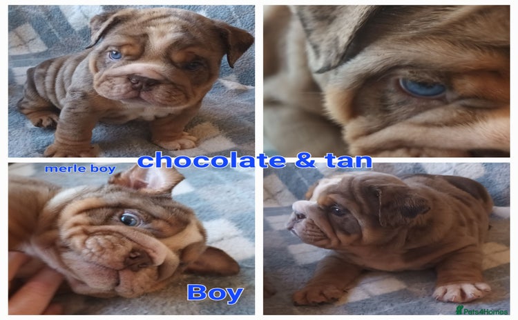 English Bulldog dogs - Advert 12