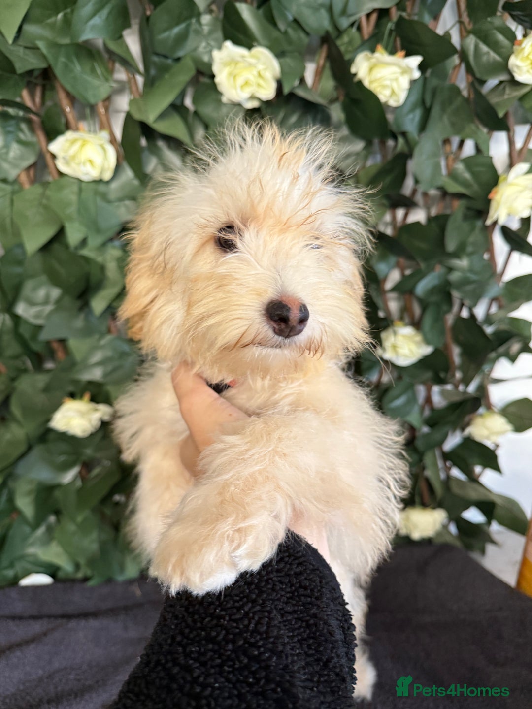Cavapoo dogs for sale: 1 Girl Remaining ⭐️ Reduced ⭐️ F1b Cavapoos ⭐️ - Image 18