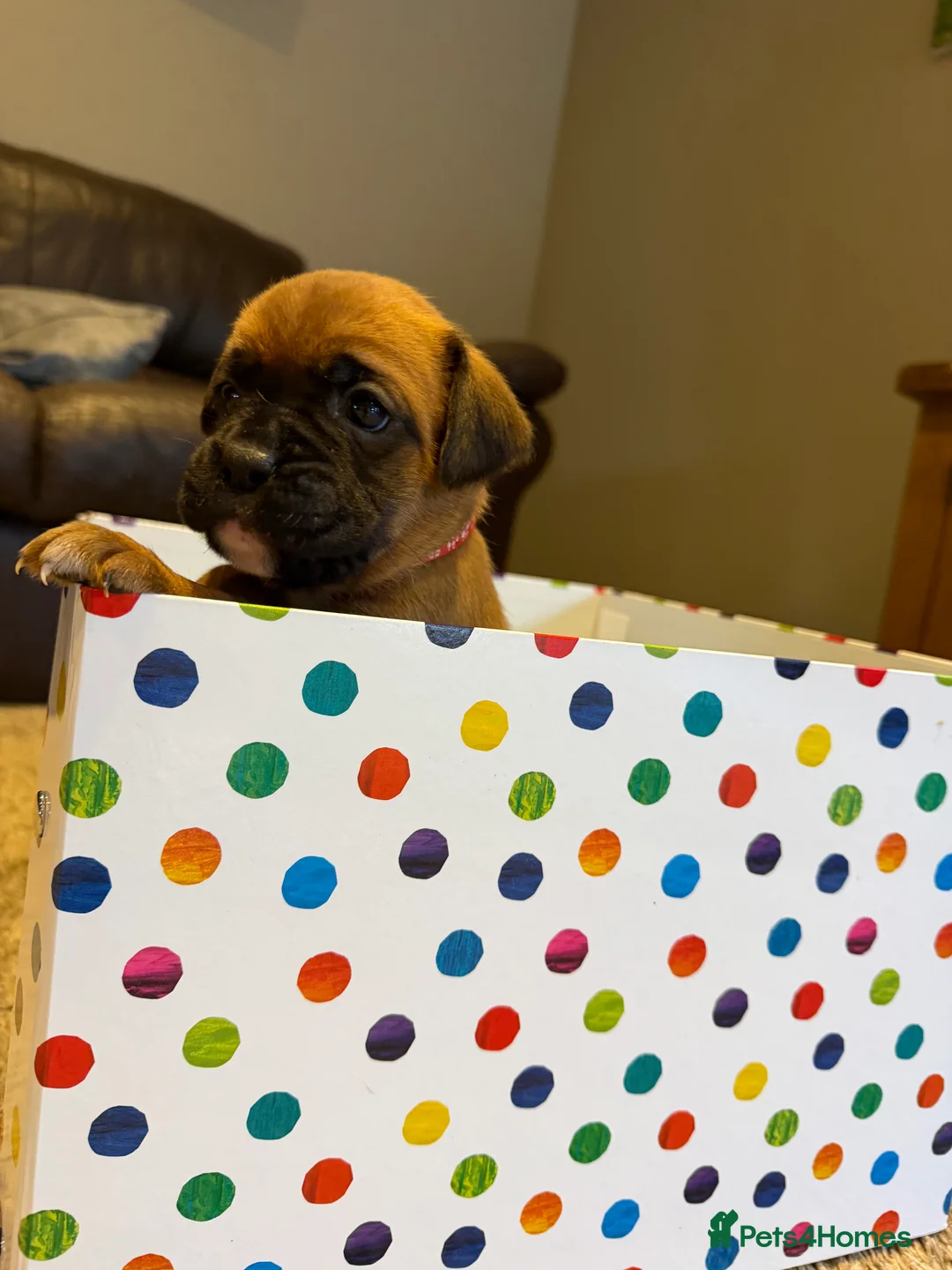 Boxer dogs for sale: Adorable litter of KC registered boxer puppies  - Advert 24
