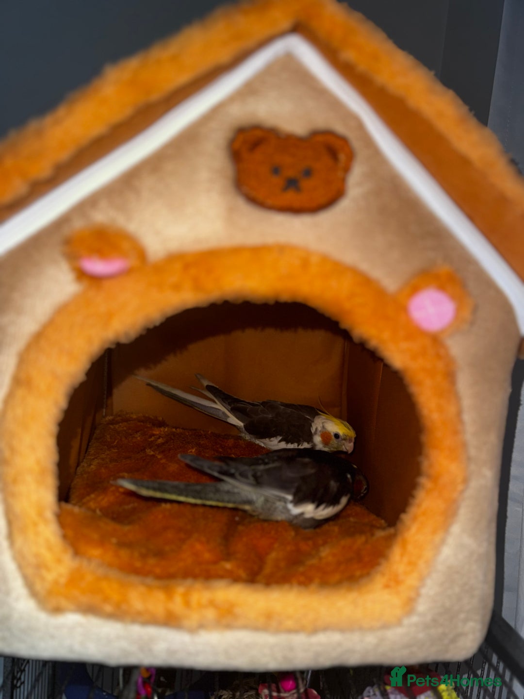 Cockatiels birds for sale: Male&female cockatiel for sale - Image 11
