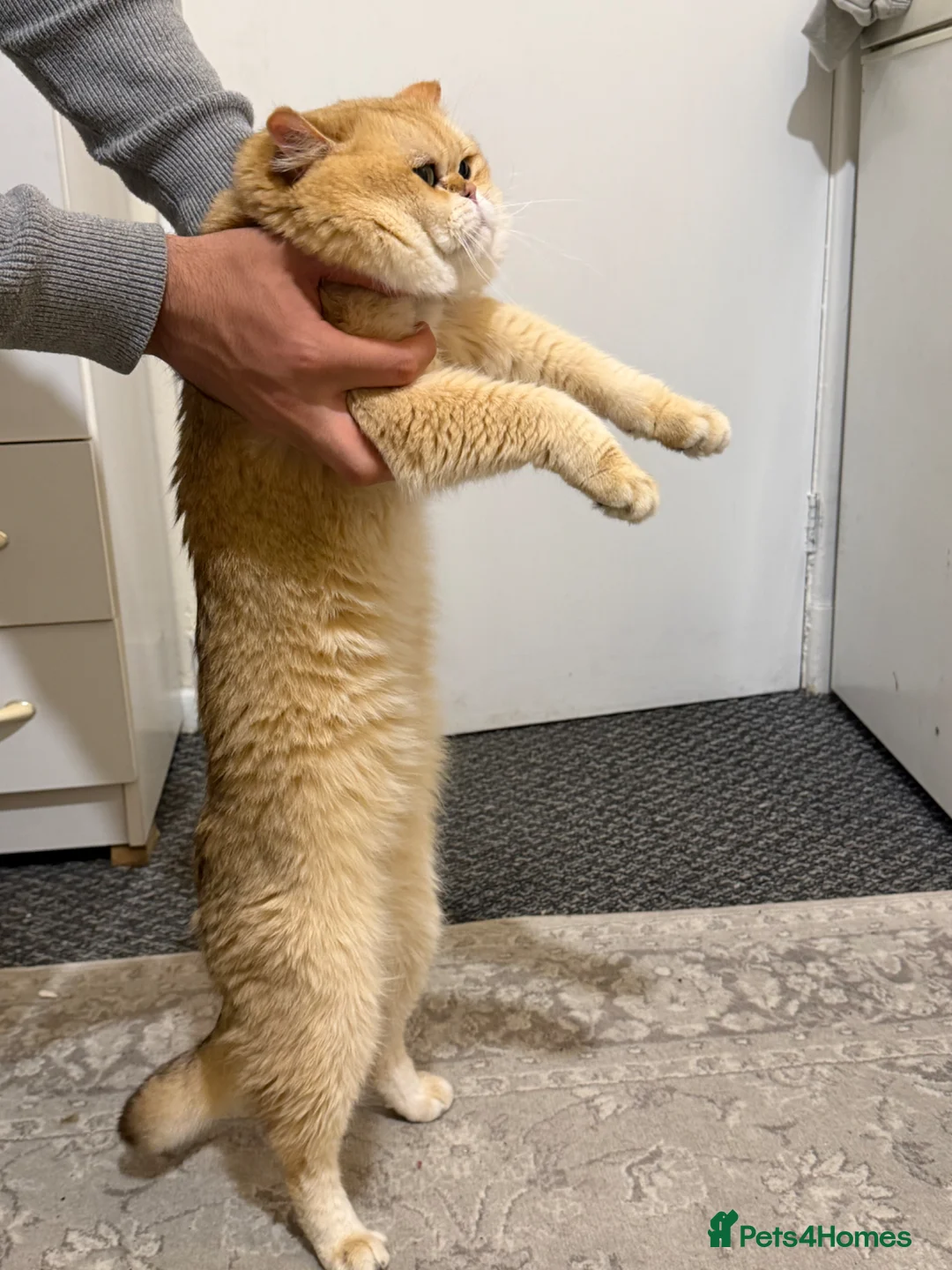 British Shorthair cats for stud: British golden cat - Advert 15